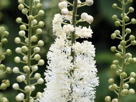 Black Cohosh - Sumatra Slim Belly Tonic Ingredient 4