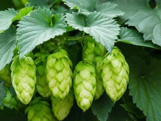 Hops - Sumatra Slim Belly Tonic Ingredient 2